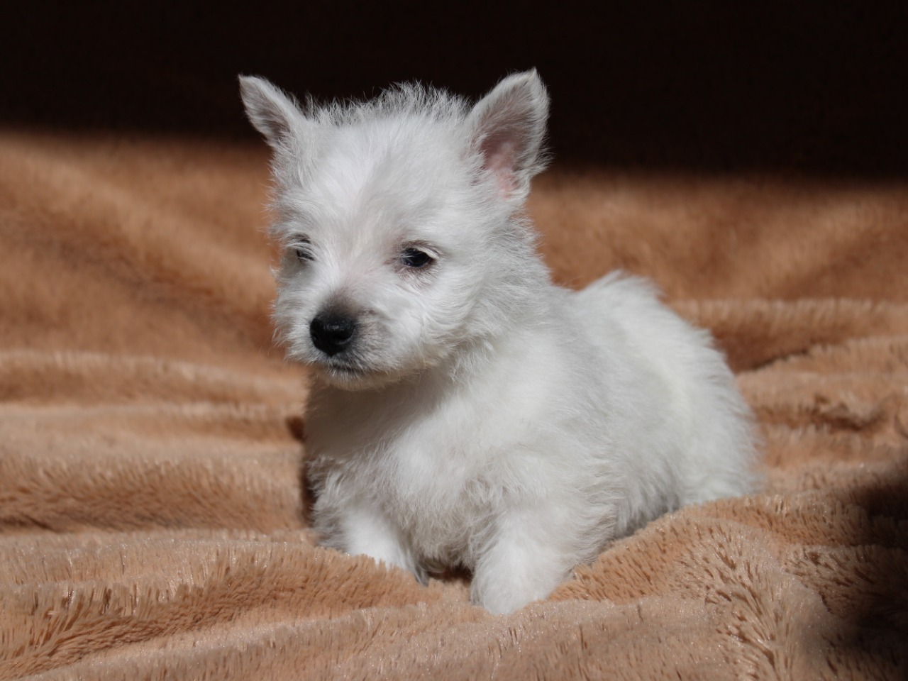 Cachorros en venta Bogotá
